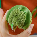 Pantufa Infantil do Dinossaurinho - Antiderrapante